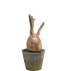 pachypodium gracilius • ⑫