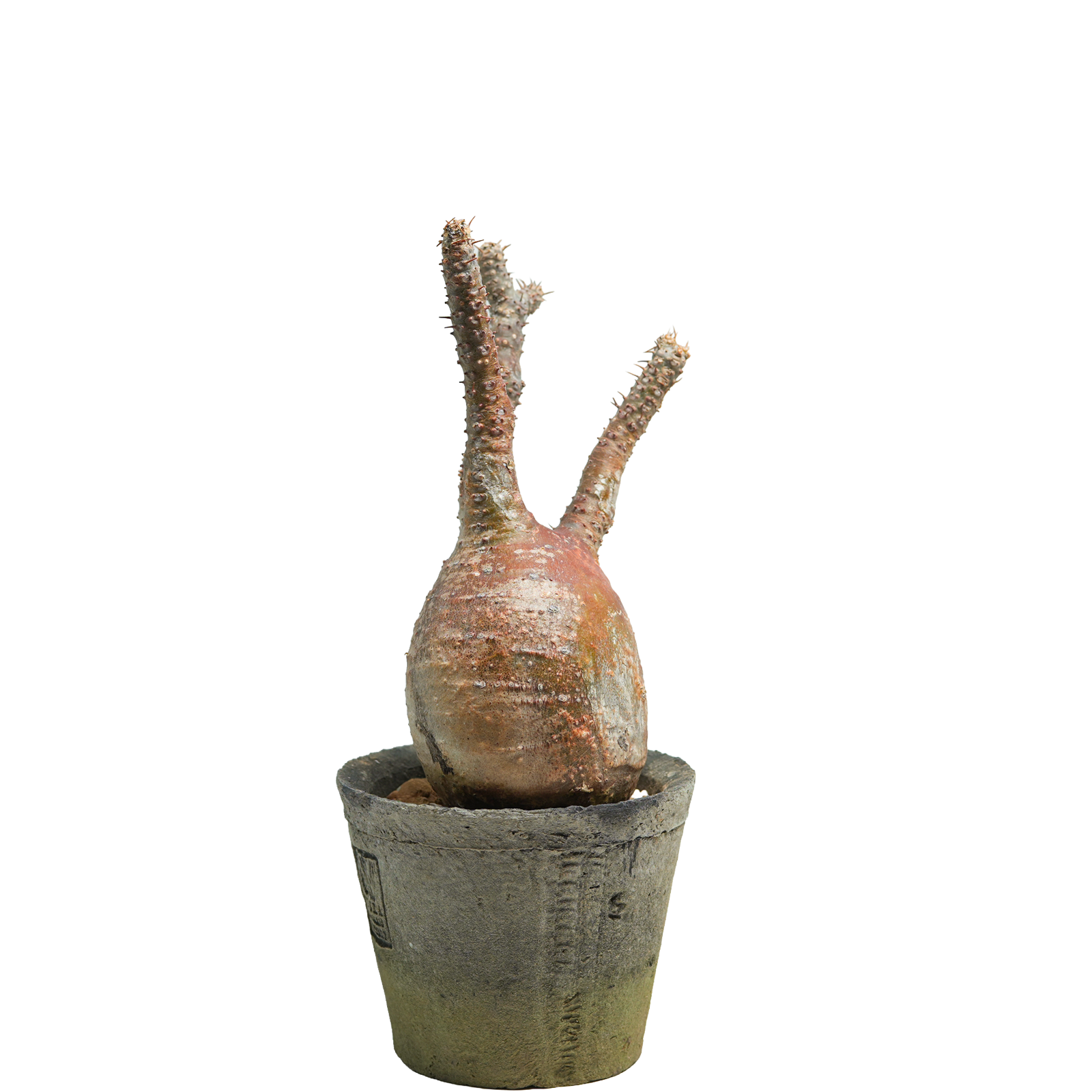 pachypodium gracilius • ⑫