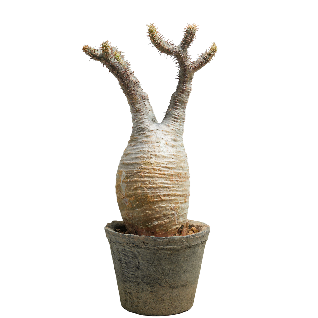 pachypodium gracilius • ⑬