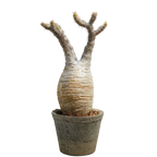 pachypodium gracilius • ⑬
