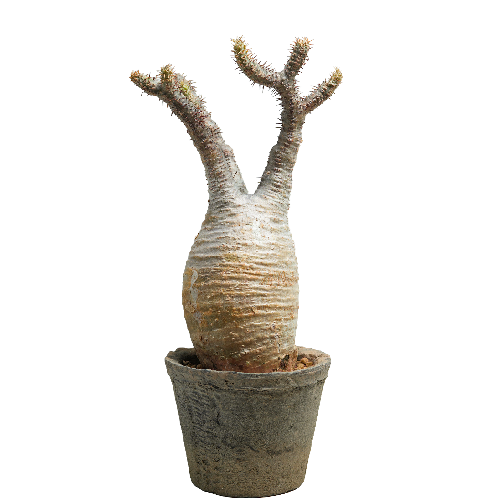 pachypodium gracilius • ⑬