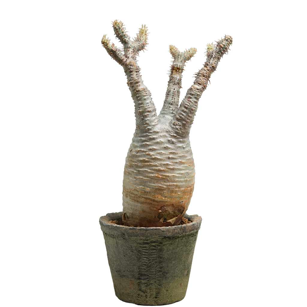pachypodium gracilius • ⑬