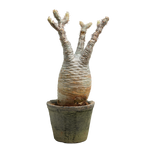 pachypodium gracilius • ⑬