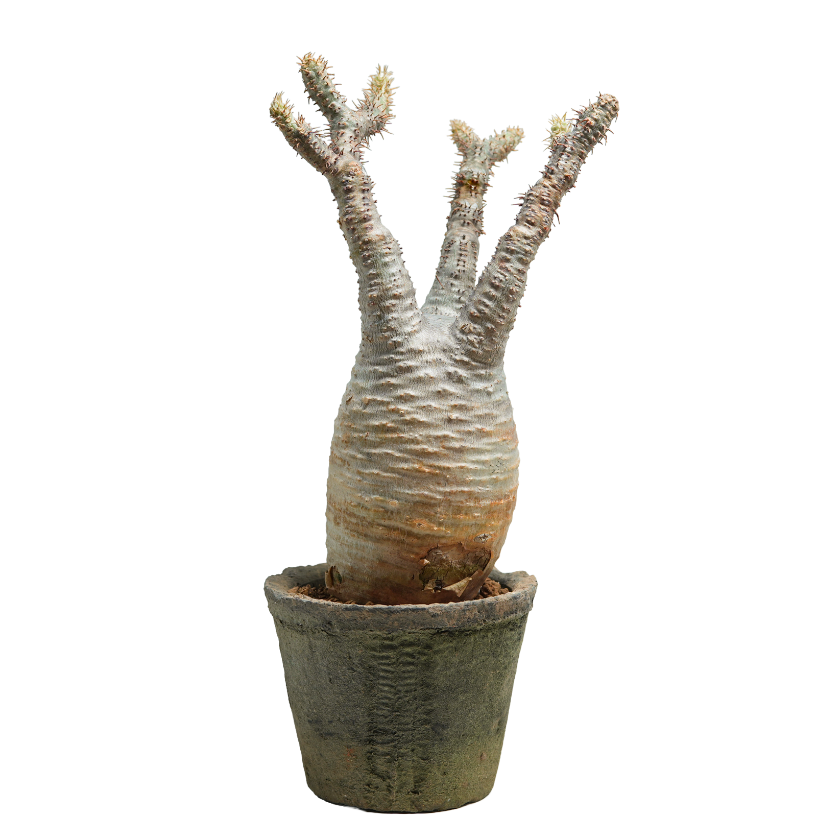 pachypodium gracilius • ⑬