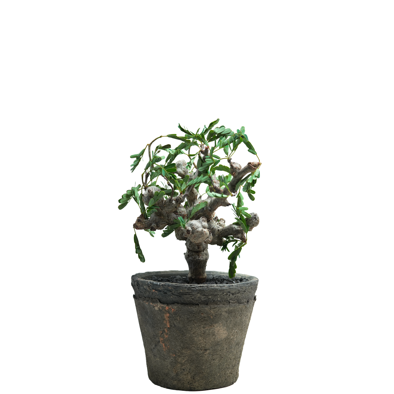 senna meridionalis • ①