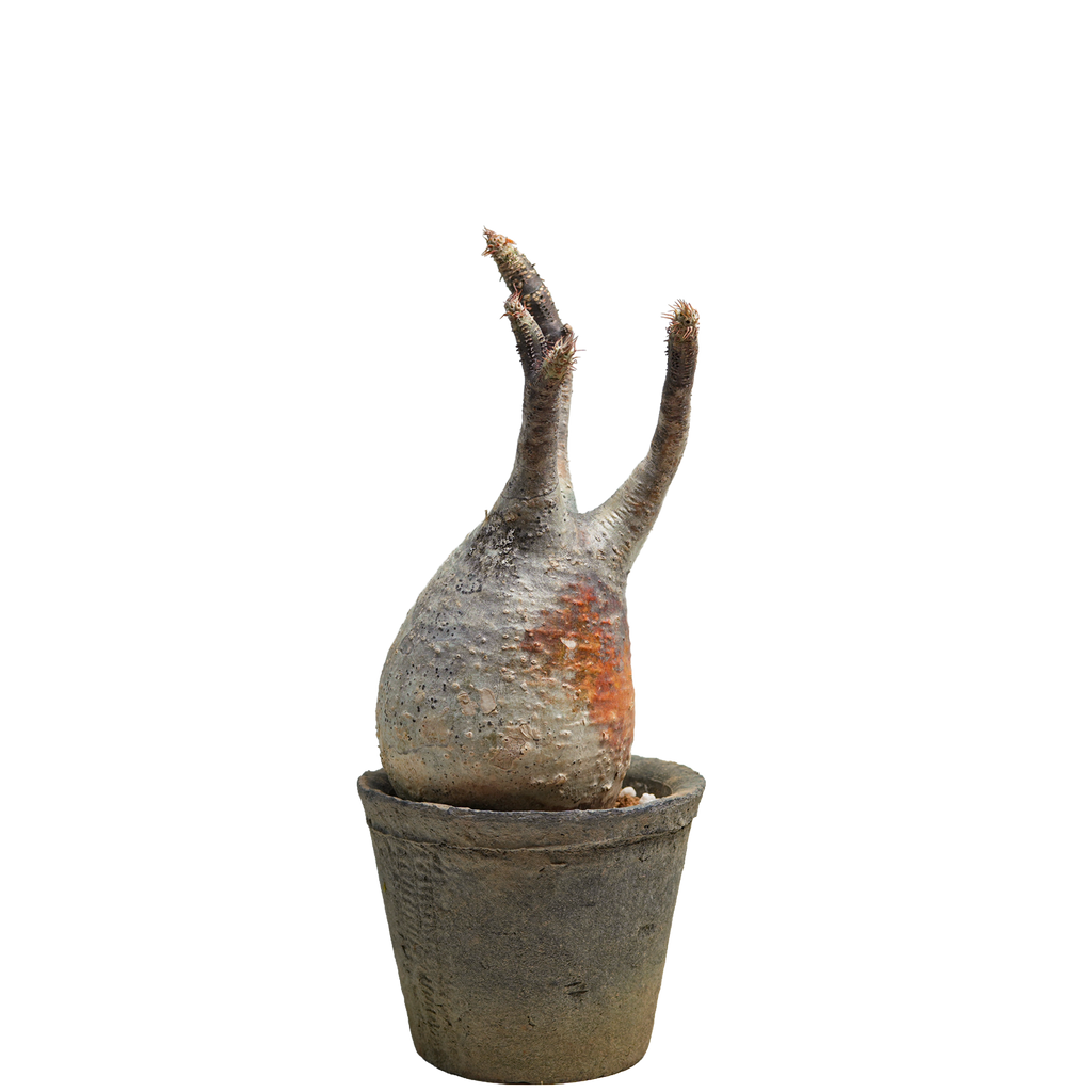 pachypodium gracilius • ⑪