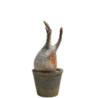 pachypodium gracilius • ⑪