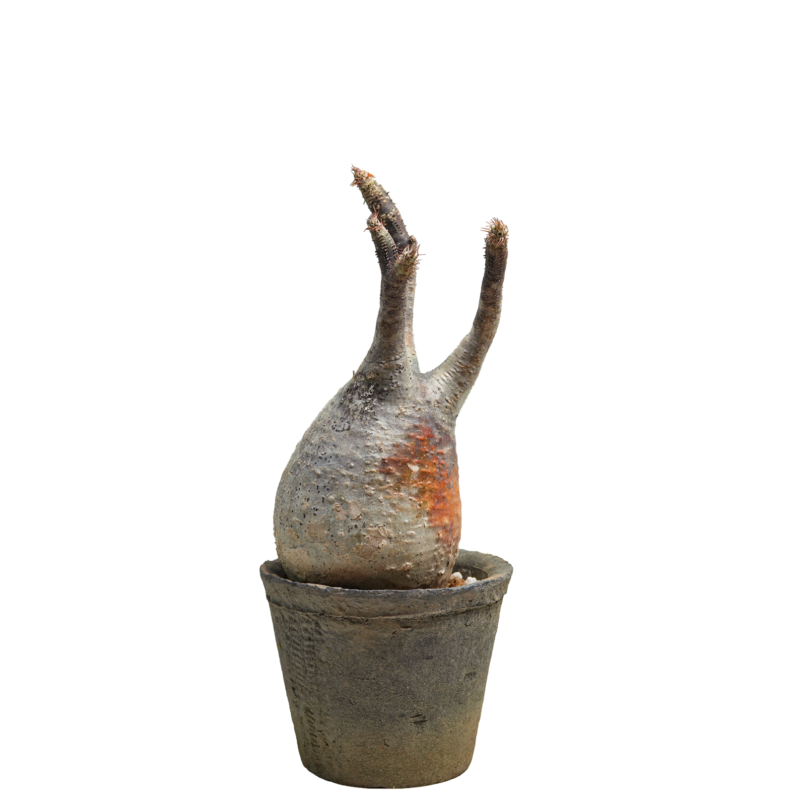 pachypodium gracilius • ⑪