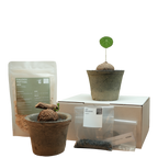 caudex starter kit