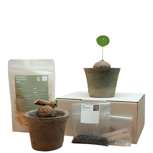 caudex starter kit