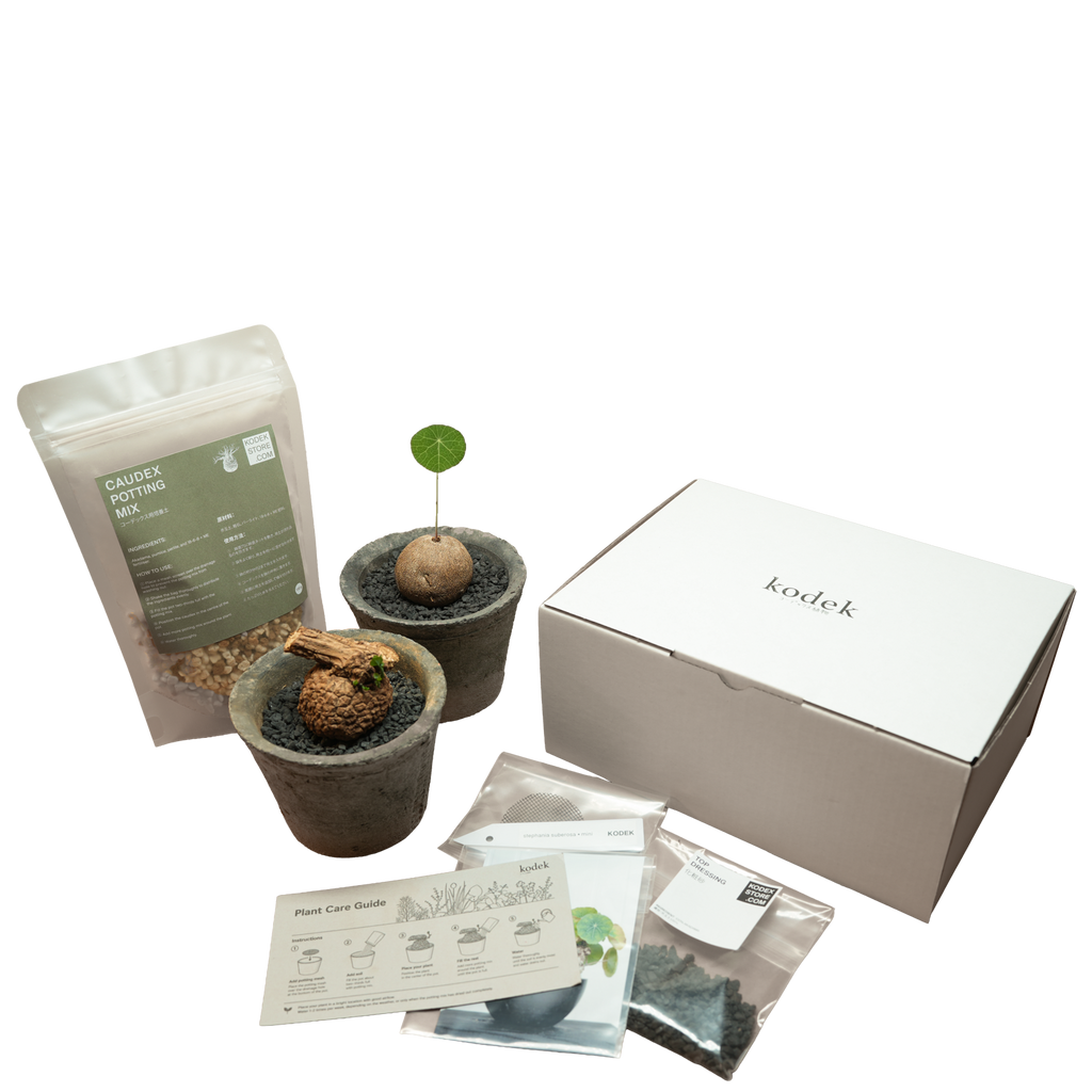 caudex starter kit
