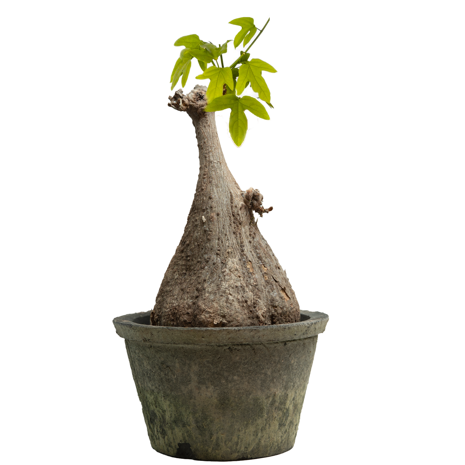 adenia viridiflora • ③