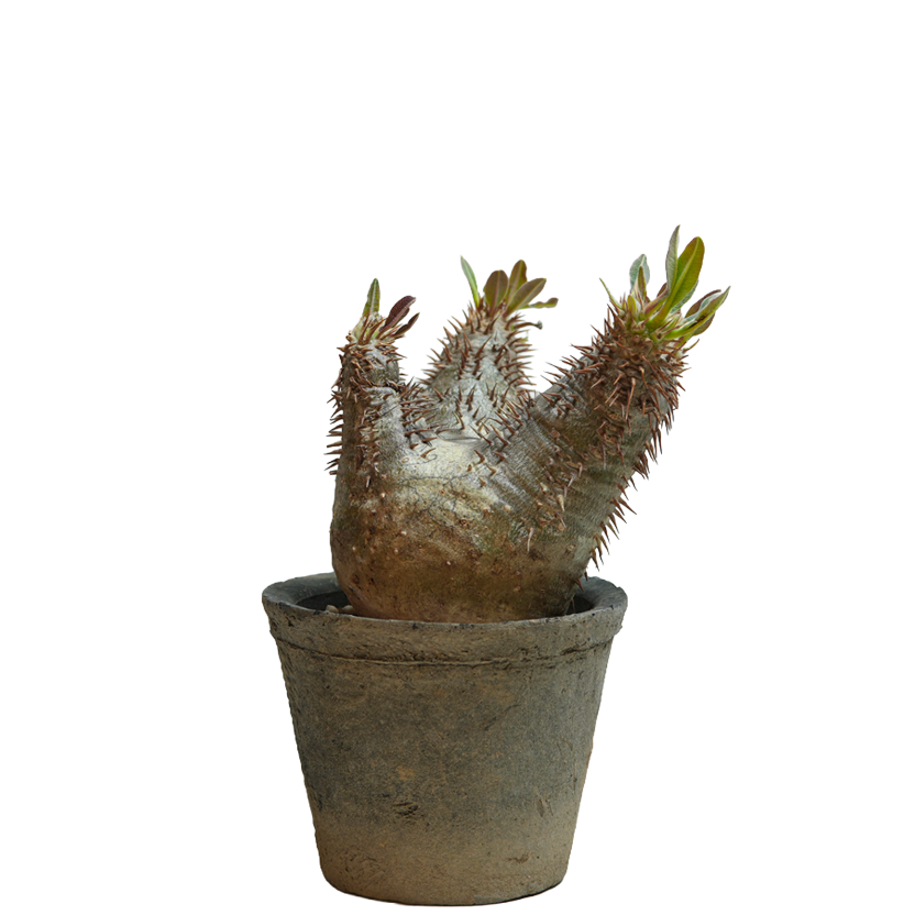 pachypodium enigmaticum • ②