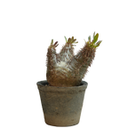 pachypodium enigmaticum • ②