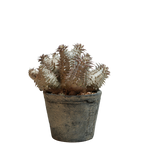 pachypodium ebisu daikoku • えびすだいこく • ②