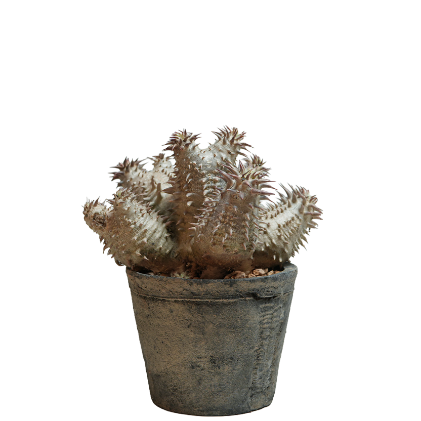 pachypodium ebisu daikoku • えびすだいこく • ②