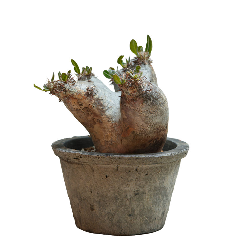pachypodium enigmaticum • ④