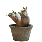 pachypodium enigmaticum • ④