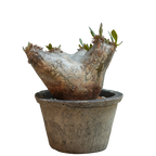 pachypodium enigmaticum • ④