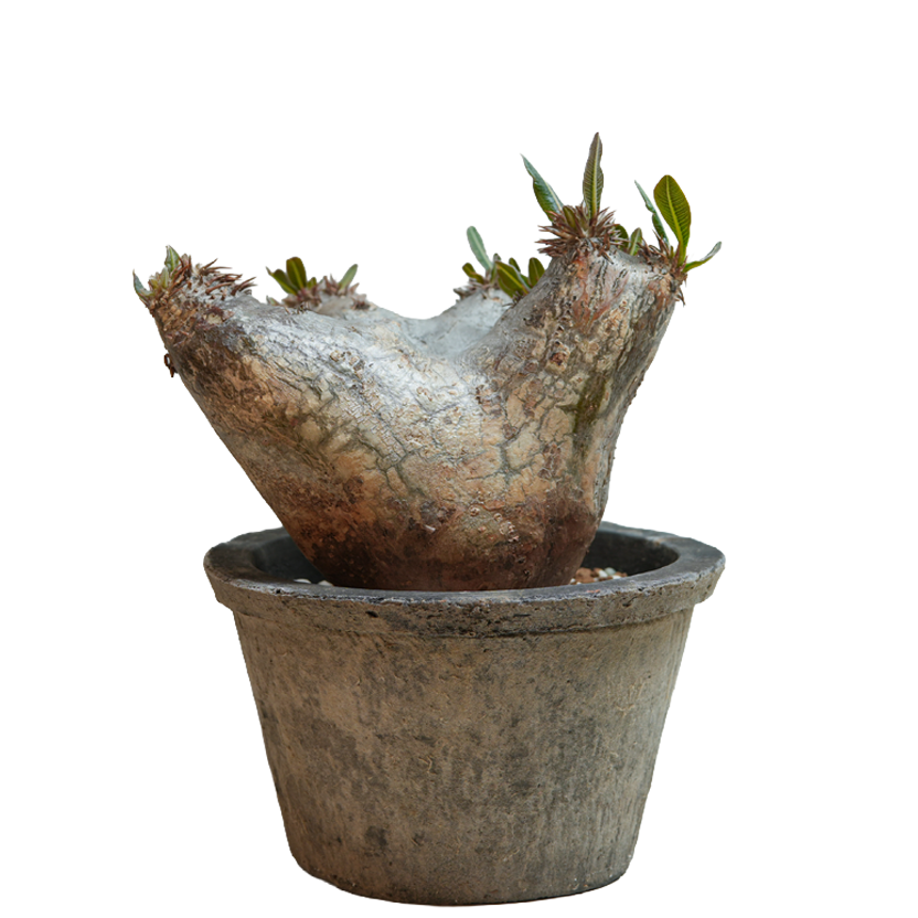 pachypodium enigmaticum • ④