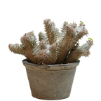 pachypodium ebisu daikoku • えびすだいこく • ①