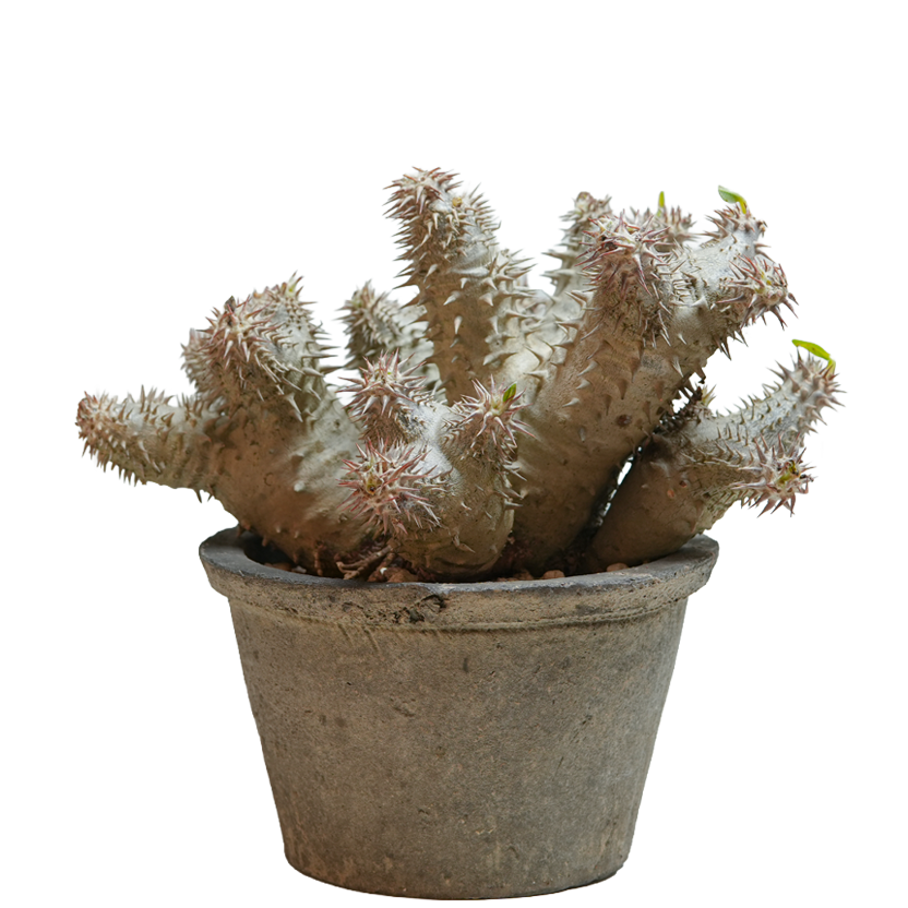 pachypodium ebisu daikoku • えびすだいこく • ①