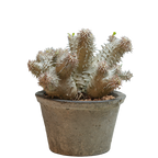 pachypodium ebisu daikoku • えびすだいこく • ①