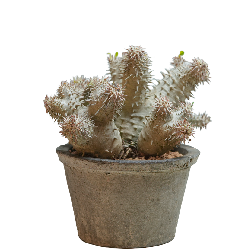 pachypodium ebisu daikoku • えびすだいこく • ①