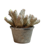 pachypodium ebisu daikoku • えびすだいこく • ①