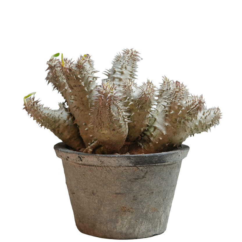 pachypodium ebisu daikoku • えびすだいこく • ①