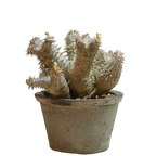 pachypodium ebisu daikoku • えびすだいこく • ①