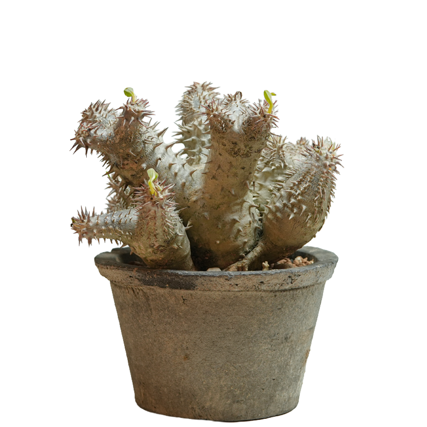 pachypodium ebisu daikoku • えびすだいこく • ①