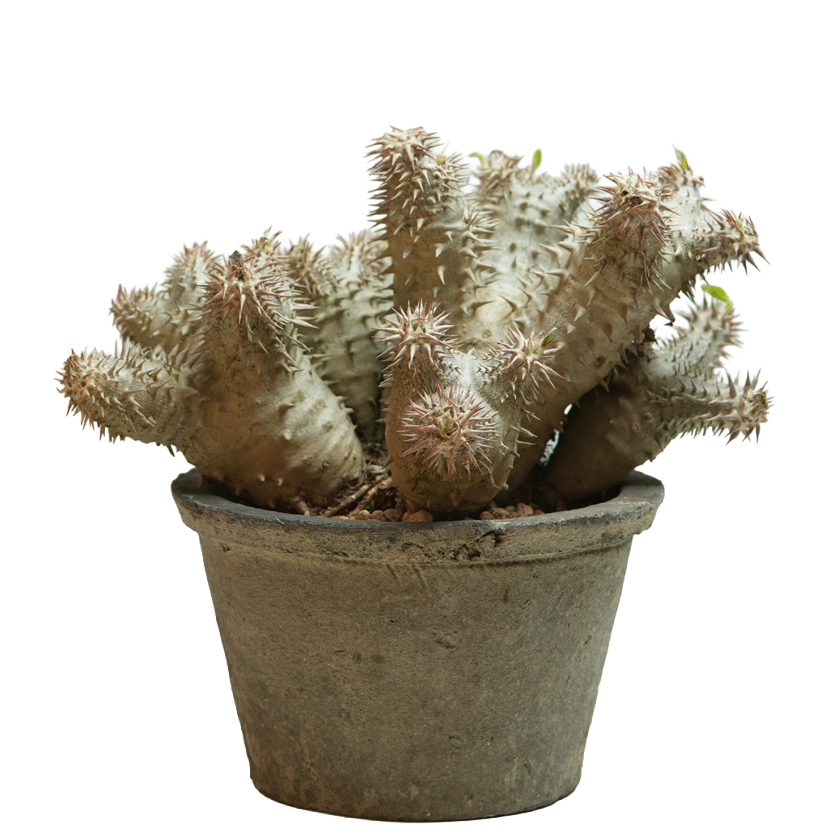 pachypodium ebisu daikoku • えびすだいこく • ①