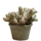 pachypodium ebisu daikoku • えびすだいこく • ①