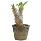 pachypodium brevicaule x densiflorum • ①