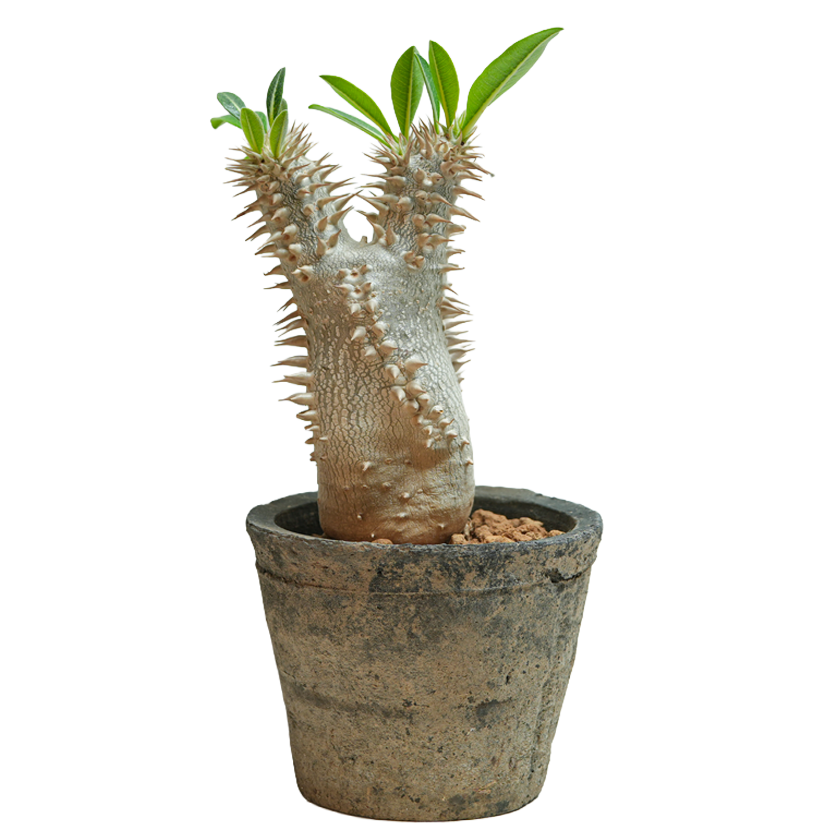 pachypodium brevicaule x densiflorum • ①