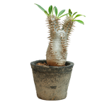 pachypodium brevicaule x densiflorum • ①