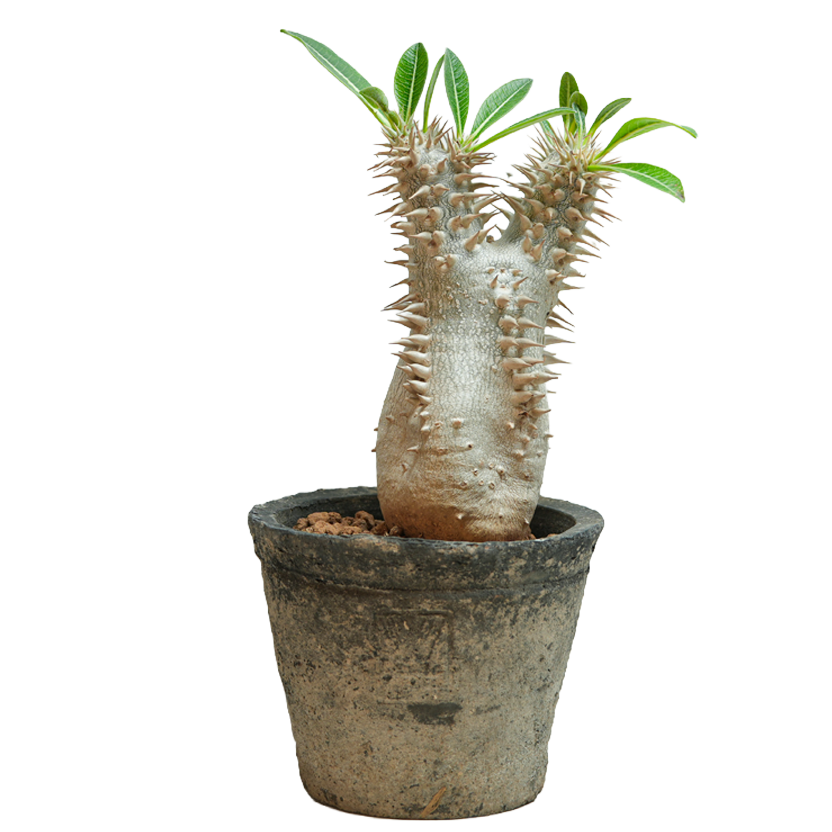 pachypodium brevicaule x densiflorum • ①