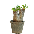 pachypodium enigmaticum • ①