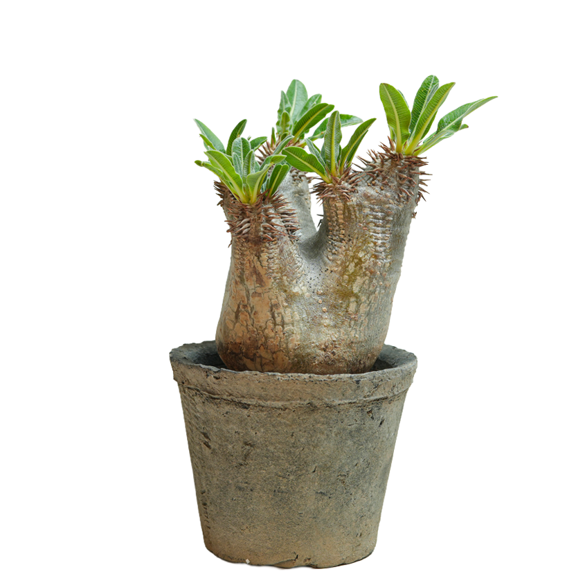 pachypodium enigmaticum • ①