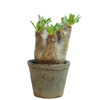 pachypodium enigmaticum • ①