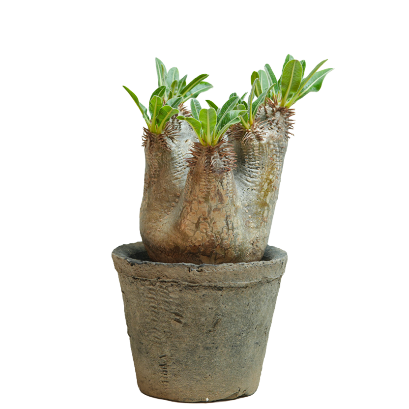 pachypodium enigmaticum • ①