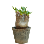 pachypodium enigmaticum • ①