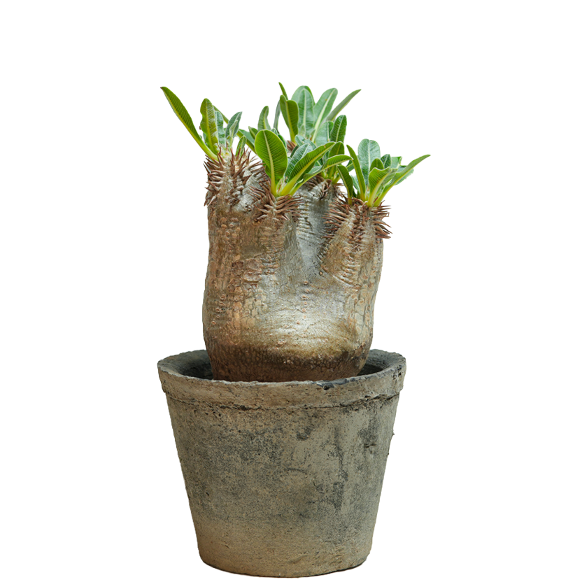 pachypodium enigmaticum • ①