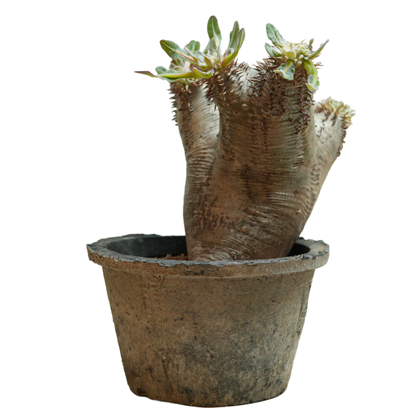 pachypodium enigmaticum • ③