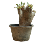 pachypodium enigmaticum • ③