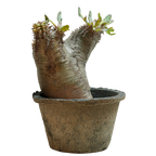 pachypodium enigmaticum • ③