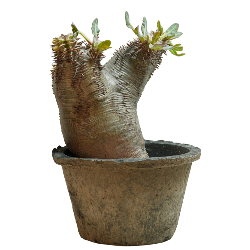 pachypodium enigmaticum • ③
