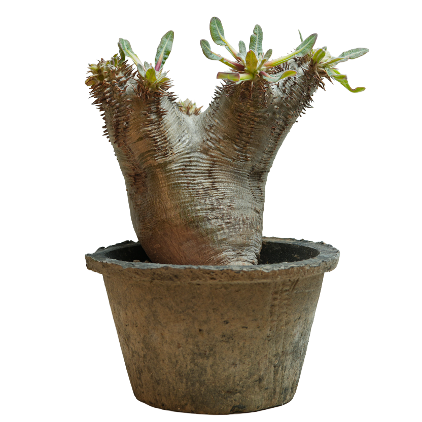 pachypodium enigmaticum • ③