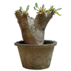 pachypodium enigmaticum • ③